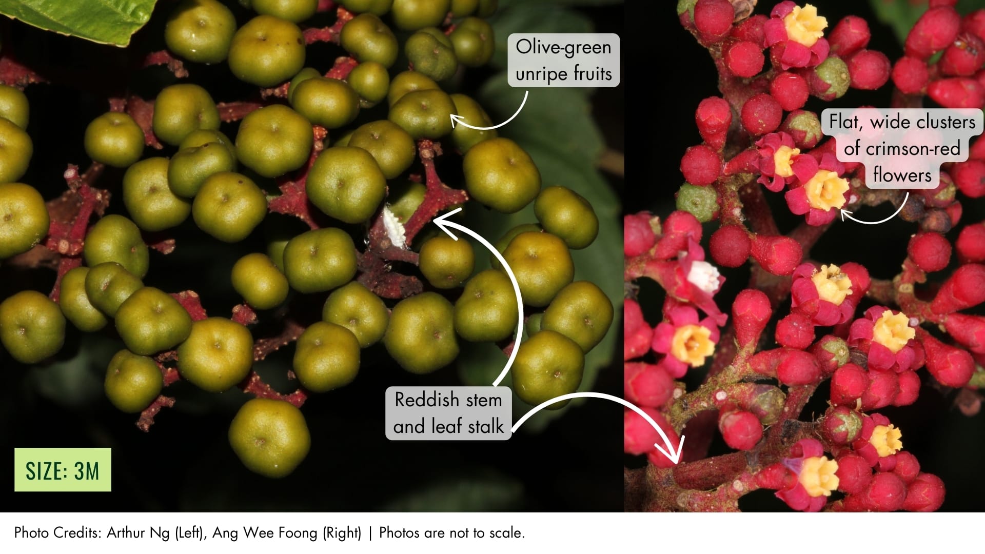 Mali-mali Puchok Merah